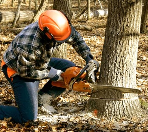 Tree Removal in Niagara, ND